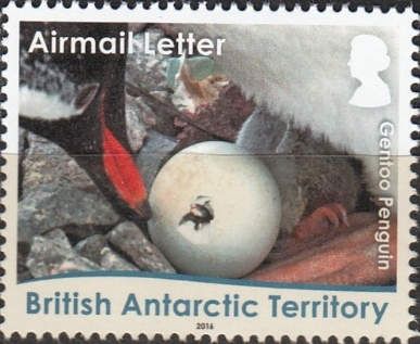 Gentoo Penguin (Pygoscelis papua): Egg Hatching