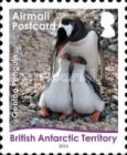 Gentoo Penguin (Pygoscelis papua): Mum and Chicks