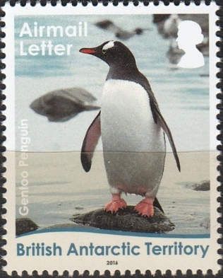 Gentoo Penguin (Pygoscelis papua)