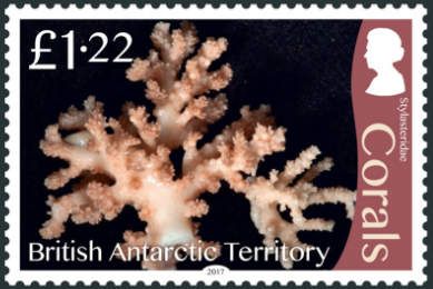Corals (Stylasteridae)