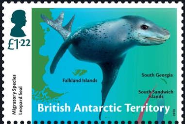 Leopard Seal (Hydrurga leptonyx)
