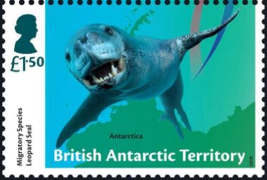 Leopard Seal (Hydrurga leptonyx)