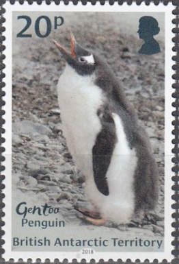 Gentoo Penguin (Pygoscelis papua)