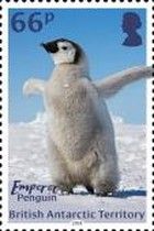 Emperor Penguin (Aptenodytes forsteri) - chick