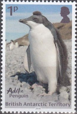 Macaroni Penguin (Eudyptes chrysolophus)