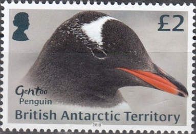 Gentoo Penguin (Pygoscelis papua)