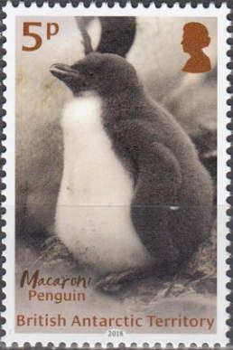 Emperor Penguin (Aptenodytes forsteri)