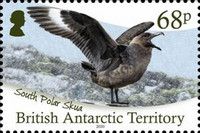 South Polar Skua (Stercorarius maccormicki)