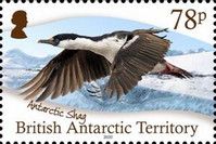 Antarctic Shag (Leucocarbo bransfieldensis)