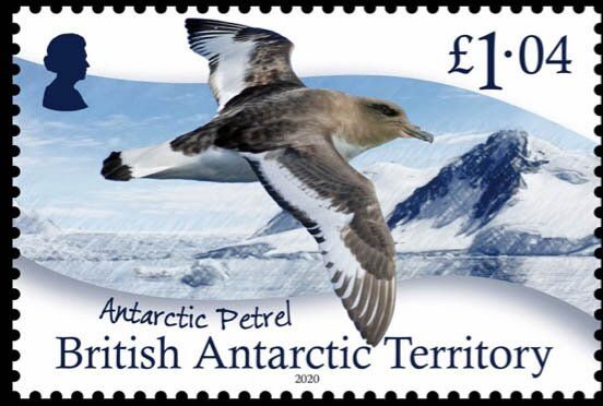Antarctic Petrel (Thalassoica antarctica)