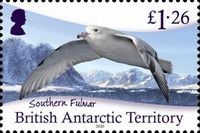 Southern Fulmar (Fulmarus glacialoides)