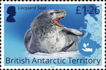 Leopard Seal (Hydrurga leptonyx)