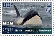 Killer Whale (Orcinus orca)