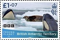 Killer Whales and Snow leopard