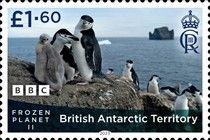 Chinstrap penguins (Pygoscelis antarcticus)