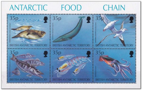 Antarctic food chain