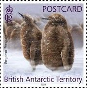 Emperor Penguin (Aptenodytes forsteri)