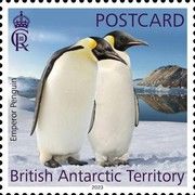 Emperor Penguin (Aptenodytes forsteri)