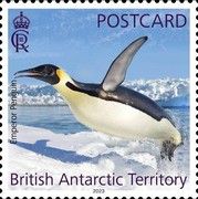 Emperor Penguin (Aptenodytes forsteri)