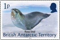 Ross Seal (Ommatophoca rossii)