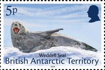 Weddell Seal (Leptonychotes weddellii)