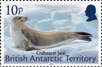 Crabeater Seal (Lobodon carcinophaga)