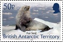 Fur Seal (Arctocephalinae)