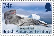 Leopard Seal (Hydrurga leptonyx)