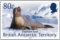 Elephant Seal (Mirounga sp)