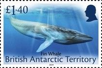 Fin Whale (Balaenoptera physalus)
