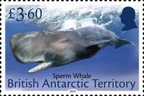 Sperm Whale (Physeter macrocephalus)