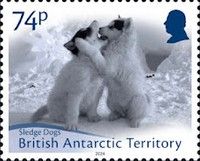 Sledge Dogs