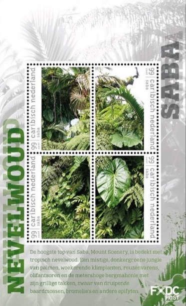 Rainforest
