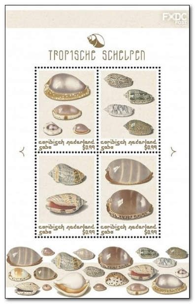 Nature of The Caribbean Netherlands : Tropical Shells