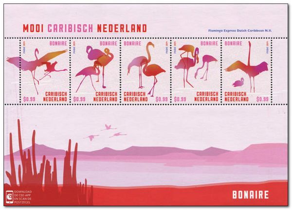 American Flamingo