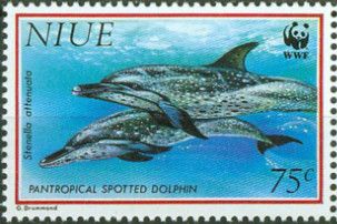 Pantropical Spotted Dolphin (Stenella attenuata)