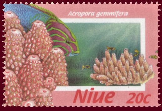 Acropora gemmifera