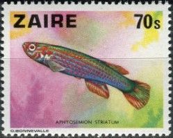 Red-striped Killifish (Aphyosemion striatum)