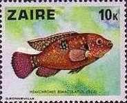 Jewel Cichlid (Hemichromis bimaculatus)