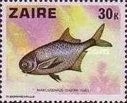 Isidor's Elephantfish (Marcusenius isidori)
