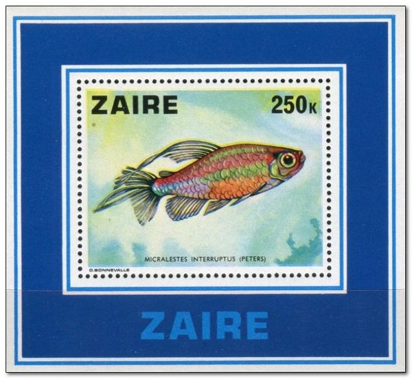 Congo Tetra (Micralestes interruptus)