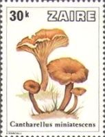 Cantharellus miniatescens