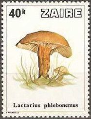 Lactarius phlebonemus