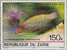 Harlequin Filefish (Oxymonacanthus longirostris)