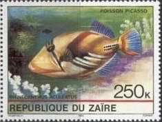 Picasso Triggerfish (Rhinecanthus aculeatus)