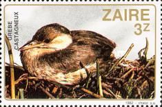 Little Grebe (Tachybaptus ruficollis)
