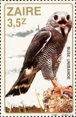 Lizard Buzzard (Kaupifalco monogrammicus)