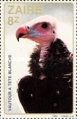 White-headed Vulture (Trigonoceps occipitalis)