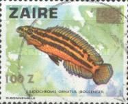 Golden Julie (Julidochromis ornatus) - Surcharged