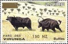 African Buffalo (Syncerus caffer) - Surcharged